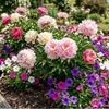 peonies4petunia